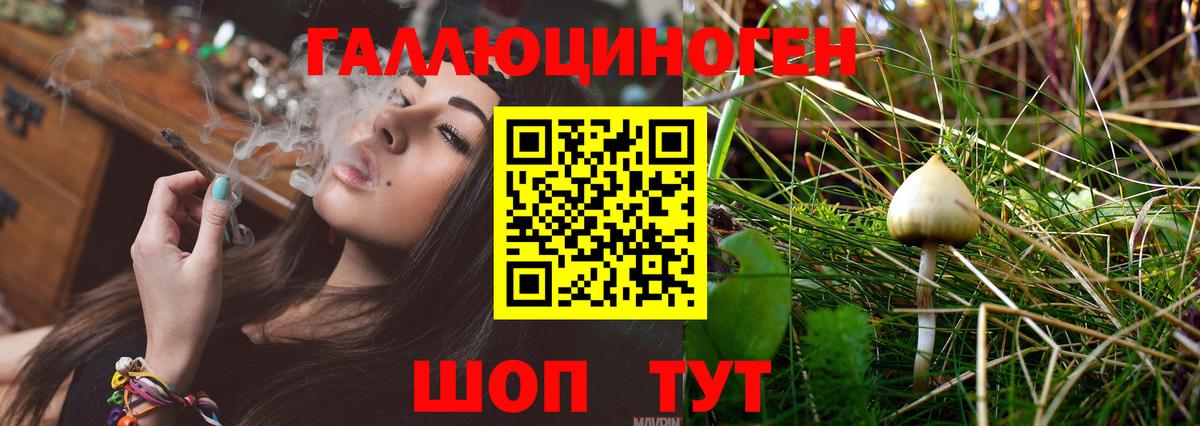 Псилоцибиновые грибы Cubensis Курганинск