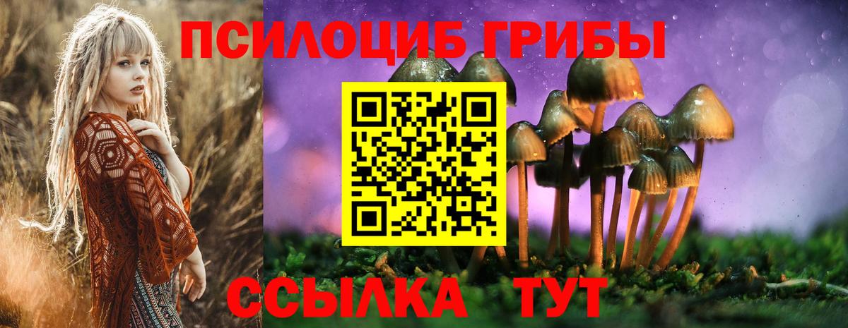 Галлюциногенные грибы Psilocybe  магазин    Курганинск 